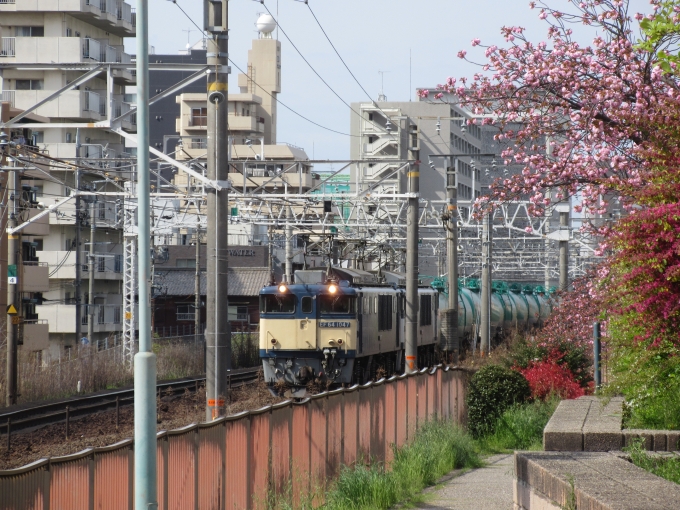 JR貨物 国鉄EF64形電気機関車 鉄道フォト・写真 by ryutamaruさん ：2024年04月11日14時ごろ