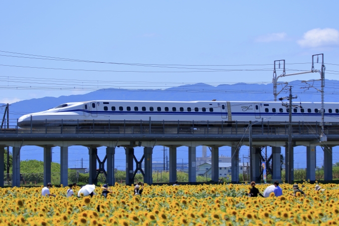 鉄道フォト・写真：JR西日本 N700S新幹線電車 岐阜羽島駅 鉄道フォト・写真 by 弁当箱さん - 撮影日 2024/08/10 12:14