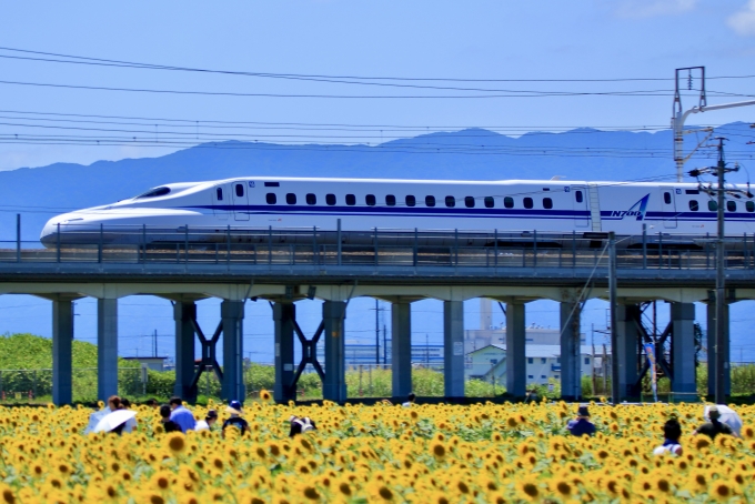 鉄道フォト・写真：JR東海 N700系新幹線電車 岐阜羽島駅 鉄道フォト・写真 by 弁当箱さん - 撮影日 2024/08/10 12:14