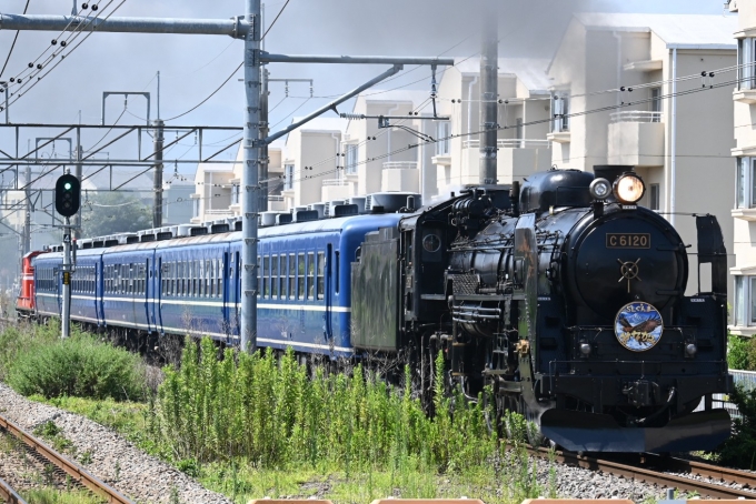 JR東日本 C61形 C61 20 鉄道フォト・写真 by 無二似さん 井野駅 (群馬県)：2023年08月20日10時ごろ