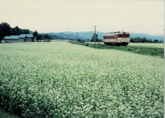 JR北海道 鉄道フォト・写真 by 二ヶ領用水の桜さん ：1995年08月10日00時ごろ