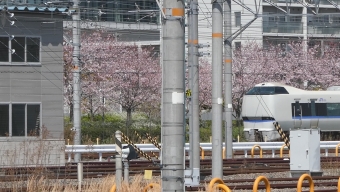 JR西日本 鉄道フォト・写真 by さくら夙川 投稿頻度低下中さん ：2024年04月01日12時ごろ