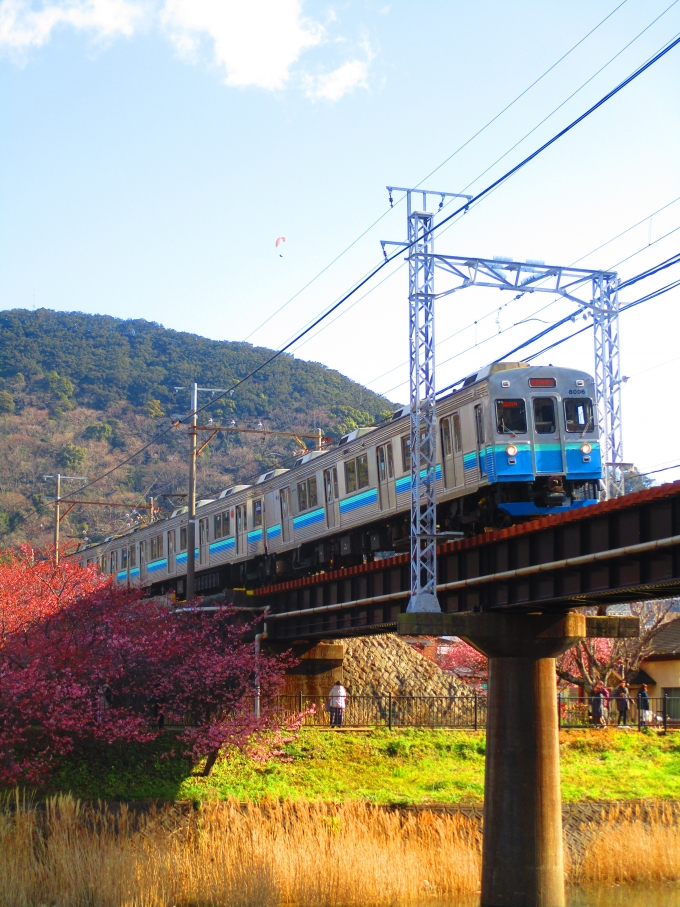 鉄道フォト・写真：伊豆急行8000系電車 クハ8006 河津駅 鉄道フォト・写真 by 東急オタクの神奈川県民さん - 撮影日 2024/02/12 09:43