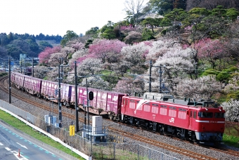JR東日本 国鉄EF81形電気機関車 EF81-93 鉄道フォト・写真 by リョウさん 偕楽園駅：2010年03月18日14時ごろ