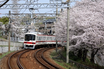 神戸電鉄5000形(Mc1) 5015 鉄道フォト・写真 by norikadさん ：2024年04月07日10時ごろ