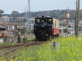 小湊鉄道 里山トロッコ 鉄道フォト・写真 by SLみやこ路つばめ号さん ：2016年04月08日09時ごろ