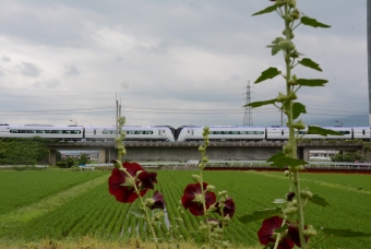 JR東日本E353系電車 あずさ(特急) 鉄道フォト・写真 by おなだいさん みどり湖駅：2019年07月06日12時ごろ