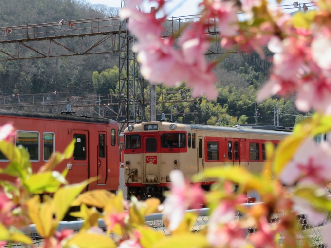 鉄道フォト・写真：JR西日本 国鉄キハ40系気動車 ことぶき キハ47 1036 津山駅 鉄道フォト・写真 by kinokuniさん - 撮影日 2021/03/26 12:36