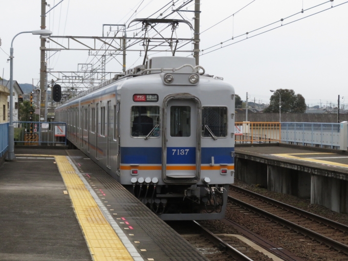 南海電鉄 南海7000系電車 サザン 7137 箱作駅 鉄道フォト・写真 by