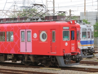 南海電鉄 南海7000系電車 めでたい電車　なな 7197 鉄道フォト・写真 by kinokuniさん 和歌山市駅 (南海)：2020年06月27日16時ごろ