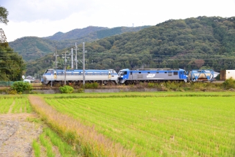 JR貨物 EF66-131号機 ＆ EF210-1号機 鉄道フォト・写真 by OtakuOyajiさん 上郡駅 (JR)：2019年11月12日13時ごろ