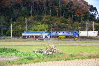 JR貨物 EF66-131号機 ＆ EF210-901号機 EF66-131号機 ＆ EF210-901号機 鉄道フォト・写真 by OtakuOyajiさん 上郡駅 (JR)：2019年11月28日14時ごろ