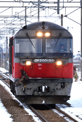 JR貨物 DF200-53 鉄道フォト・写真 by hirohiro77さん 茶志内駅：2023年12月10日14時ごろ
