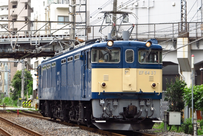 JR東日本 国鉄EF64形電気機関車 EF64-37 田端操車場 鉄道フォト・写真 