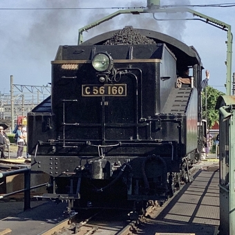 JR西日本 C56形 C56 160 鉄道フォト・写真 by てばどめさん 梅小路京都西駅：2024年05月18日16時ごろ