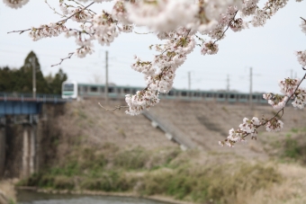 JR東日本E501系電車 鉄道フォト・写真 by フレッシュマリオさん 友部駅：2016年04月09日13時ごろ