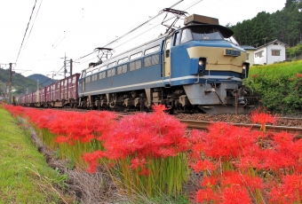JR貨物 国鉄EF66形電気機関車 EF66-54 鉄道フォト・写真 by ナカシマさん 瀬野駅：2011年10月02日14時ごろ