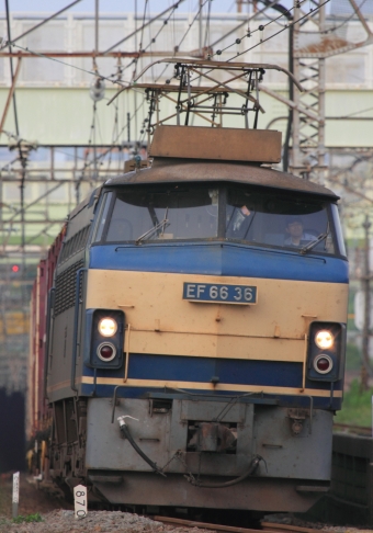 JR貨物 国鉄EF66形電気機関車 EF66 36 鉄道フォト・写真 by Kazoo8021さん 花月総持寺駅：2013年07月06日05時ごろ