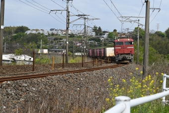 JR貨物 EF81 EF81-404 鉄道フォト・写真 by Norikumaさん 植木駅：2020年04月19日09時ごろ