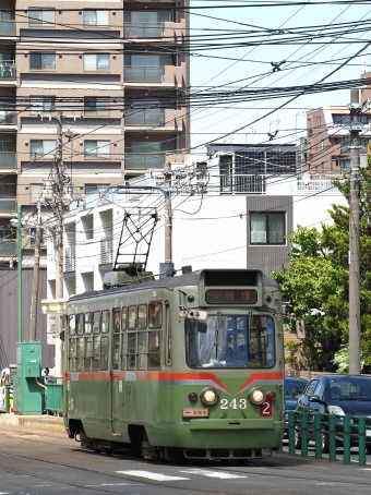 札幌市交通局 札幌市電240形 243 鉄道フォト・写真 by ここはどこ？さん 電車事業所前停留場：2024年05月09日12時ごろ