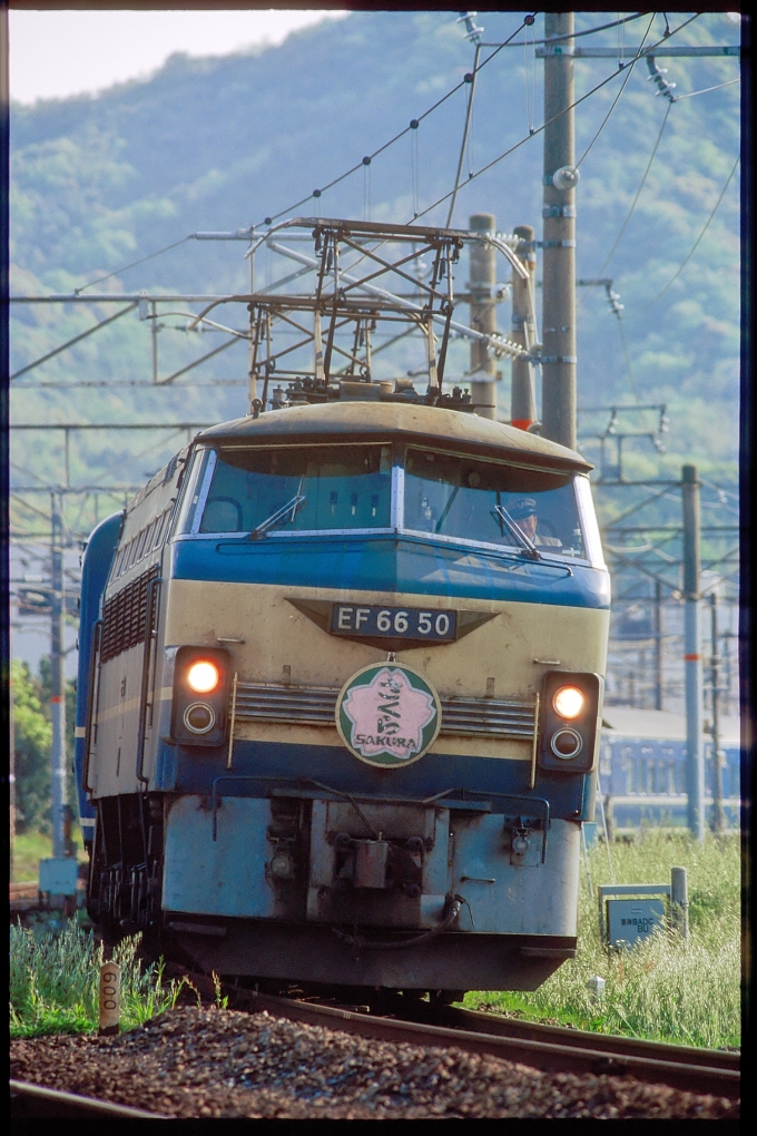 JR西日本 国鉄EF66形電気機関車 さくら(特急) EF66 50 鉄道フォト・写真 by 丹波篠山さん 小月駅：1999年05月05日00時ごろ