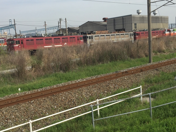 JR貨物 国鉄EF81形電気機関車 鉄道フォト・写真 by Skkyさん 門司駅：2016年04月06日09時ごろ