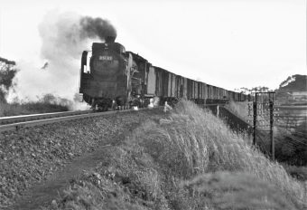 国鉄D51形蒸気機関車 特急「ひたち」 D51 313 鉄道フォト・写真 by 鉄道のお爺さんさん ：1964年12月03日00時ごろ
