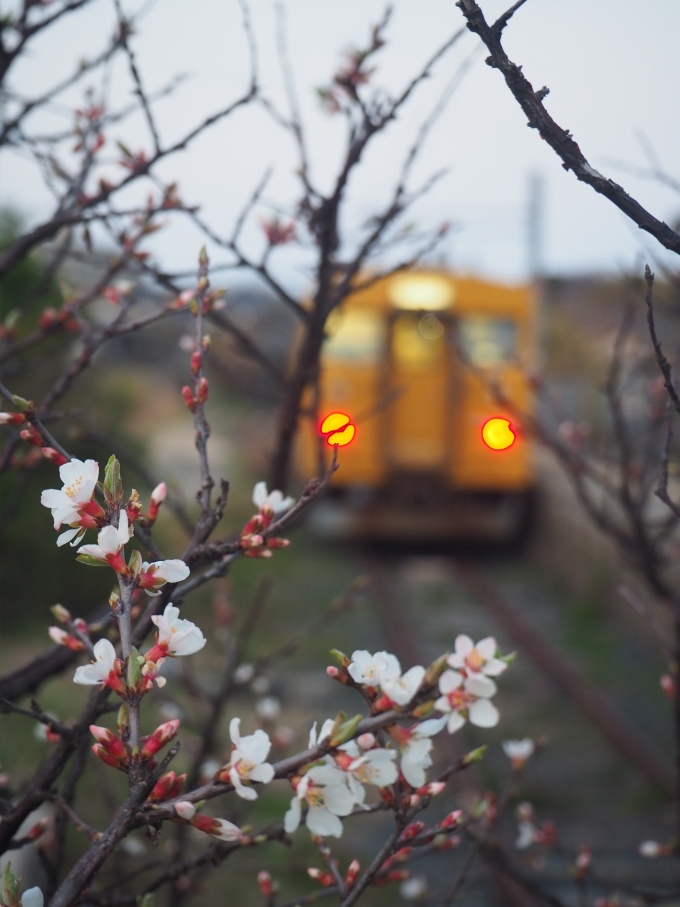 鉄道フォト・写真：JR西日本 国鉄123系電車 クモハ123-2 長門本山駅 鉄道フォト・写真 by Tsurugi2999さん - 撮影日 2021/03/09 18:21