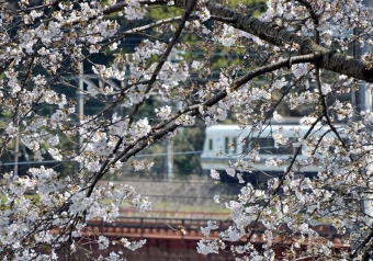 JR西日本221系電車 鉄道フォト・写真 by シーホース21さん 河内堅上駅：2021年03月27日13時ごろ