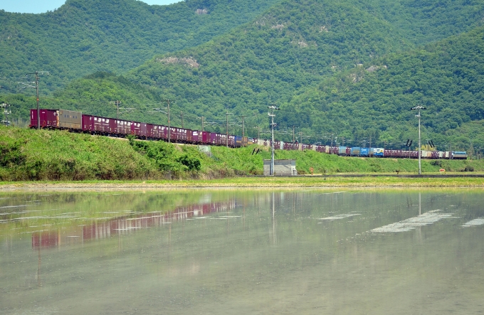 鉄道フォト・写真：JR貨物 国鉄EF66形電気機関車 上郡駅 (JR) 鉄道フォト・写真 by シーホース21さん - 撮影日 2016/05/21 11:26