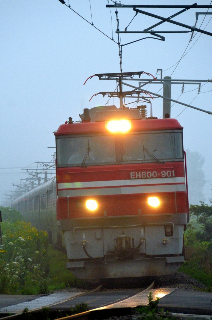 JR貨物 EH800形 EH800-901 鉄道フォト・写真 by dd51aokageさん 上磯駅：2016年07月31日05時ごろ