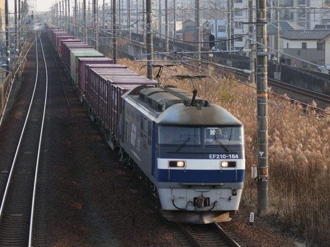 鉄道フォト・写真：JR貨物EF210形電気機関車 EF210-164 尾張一宮駅 鉄道フォト・写真 by Yの人さん - 撮影日 2023/01/07 15:32