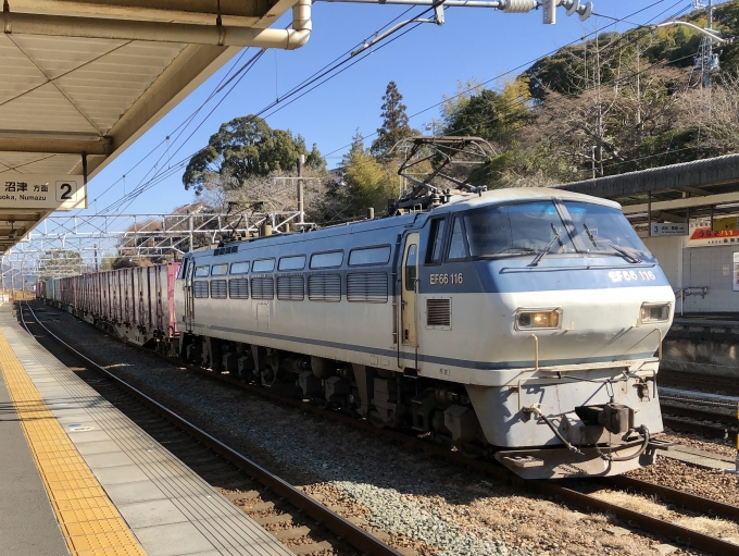 JR貨物 国鉄EF66形電気機関車 EF66 116 鉄道フォト・写真 by よっさん 金谷駅 (JR)：2021年01月21日11時ごろ