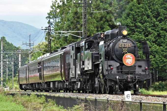 東武鉄道 C11形 SL大樹(急行) C11 325 鉄道フォト・写真 by こむぎさん 大桑駅 (栃木県)：2023年09月02日11時ごろ