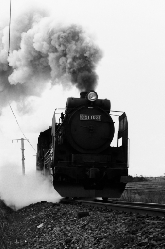 国鉄D51形蒸気機関車 鉄道フォト・写真 by 南フナさん 坂町駅：1971年03月11日00時ごろ