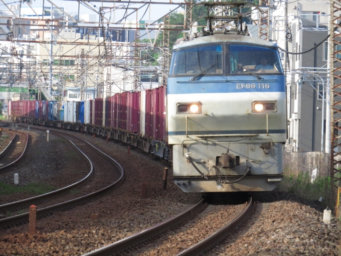JR貨物 国鉄EF66形電気機関車 EF66-116 鉄道フォト・写真 by ディーノさん 戸塚駅 (JR)：2022年06月03日06時ごろ