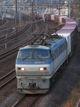 JR貨物 EF66形電気機関車 EF66 111 鉄道フォト・写真 by ディーノさん 戸塚駅 (JR)：2023年03月09日06時ごろ