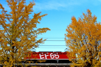 JR東日本 国鉄EF65形電気機関車 EF65 1118 鉄道フォト・写真 by trdamさん 東川口駅 (JR)：2014年12月06日14時ごろ