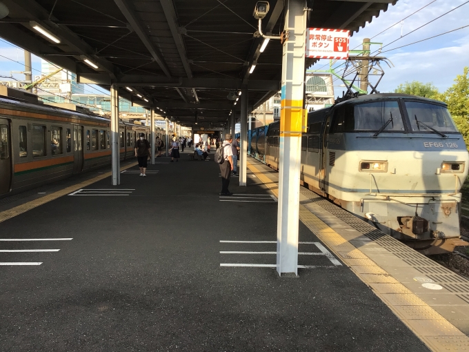 鉄道フォト・写真：JR貨物 国鉄EF66形電気機関車 EF66 126 東静岡駅 鉄道フォト・写真 by 313系2350番台W1編成海シスさん - 撮影日 2022/08/23 17:13